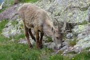 86 Uno stambecco sta brucando al Passo di Mezzeno